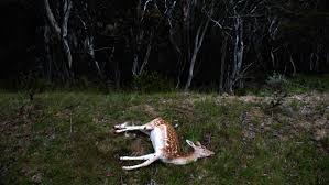 Isolate new plants from plants already in the home for six weeks to ensure that any pest brought in will be less likely to spread. Invasion The Deer Are Coming To A Town And Garden Near You Western Advocate Bathurst Nsw