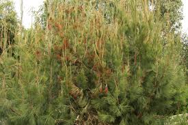Image result for Casuarina littoralis