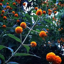 Buddleja globosa is not one of the traditional butterfly. Buddleja Globosa Buddleia Globosa Orange Ball Buddleia Orange Ball Tree Plant Lust