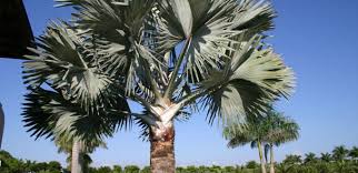 Though it looks healthy and green palmtalk. Jax Palm Trees Jacksonville Jacksonville Beaches Mayport Ponte Vedra Northeast Florida