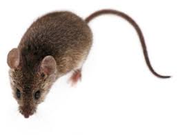 Here's what you should do if your mouse unexpectedly has a litter of babies (pups). Facts About Mice Can Mice Swim How Fast Can They Run