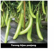 Sayur terong adalah sayuran yang mudah dicari dan gampang diolah, apalagi dengan teksturnya yang lembut juga rasanya yang gurih menjadi kesukaan banyak orang. Terong Hijau Panjang 20 Ranitashop Grosir 20biji Benih Bibit Terong Hijau Panjang F1 Bibit Buah Bibit Sayur Lazada Indonesia
