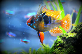 Blue Ram Fish By Nate A 500px Tropical Fish Aquarium Freshwater Aquarium Fish Aquarium Fish