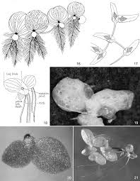 Image result for Wolffiella welwitschii