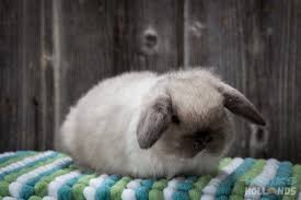 Holland Lop Color Chart Holland Lop Rabbit Colors Ohio