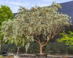 Image result for Conocarpus erectus