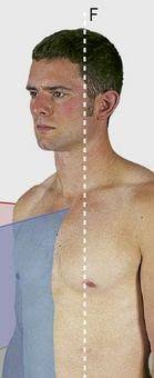 Surface Anatomy: The Anatomical Basis of Clinical Examination