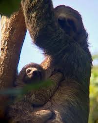 pin by shelly politte on sloths sloth gif cute baby sloths baby sloth pictures