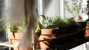 Shop online for gardening tools at best prices now! 18 Gardening Tips For Beginners In India