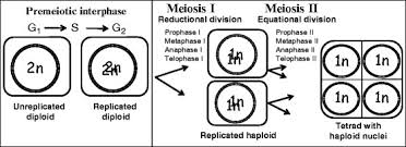 Maybe you would like to learn more about one of these? 1 Overview Of Typical Male Plant Meiosis Illustrating Change In Ploidy Download Scientific Diagram