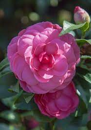 Pin On Camellias Camellias Camellias