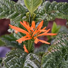 Image result for Justicia anselliana