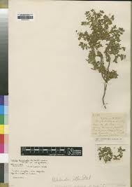 Image result for Agathisanthemum globosum