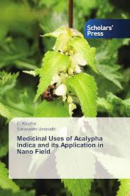 Image result for Acalypha fruticosa