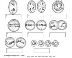 Describe the similarity and difference between meiosis i and meiosis ii. Meiosis Interactive Worksheet By Benjamin Hepler Wizer Me