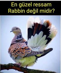 ǝɔun S N P Un ƃzo Adli Kullanicinin Guzel Sozler Panosundaki Pin Hayvanlar Kus Hayvan