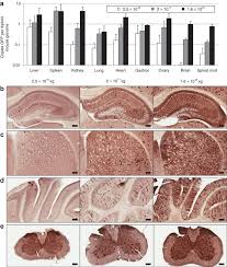 The nervous system is made up of the central nervous system, which includes the brain and spinal cord, and the peripheral nervous system, which includes the autonomic and somatic nervous systems. Dose Response Of Mouse Central Nervous System Cns Transduction And Download Scientific Diagram