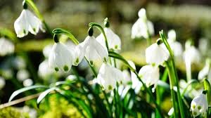 Le Perce Neige Fleur Aux Milles Legendes Perce Neige Fleur De Naissance Types De Fleurs
