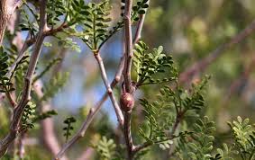 Image result for Burseraceae