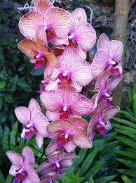 Purples Lavenders Orchid Flower Orchids Beautiful Flowers