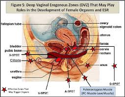 Deep Vaginal Erogenous Zones Dvzs Include G Spot Inner