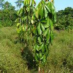 Image result for Heritiera