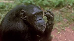 Self Aware Akiba Strikes A Pose Once She Discovers She Can See Her Own Image In The Reflection Of The Camera Lens An Animal Behavior Strike A Pose In The Zoo