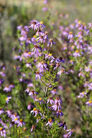 Image result for Felicia filifolia