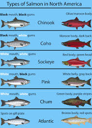 Types Of Salmon The Complete Guide Fishingbooker Blog In 2020 Salmon Species Salmon Pacific Salmon