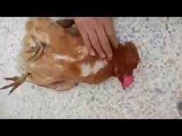 طريقة ذبح الدجاجة سبحان الله Youtube
