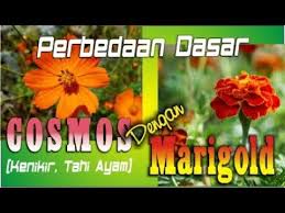 Khasiatnya terletak pada ekstrak minyaknya. Perbedaan Dasar Cosmos Dan Marigold Youtube