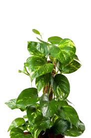 Appartiene alla famiglia delle araceae, ed è diffusa soprattutto come pianta d'appartamento. Le 15 Piante Da Interno Super Resistenti Prima Parte Fito Piante Da Interno Piante D Appartamento Piante