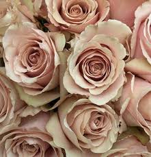 Love Rose Flower Images Free Download Download Love Rose Flower Blush Roses Blush Flowers