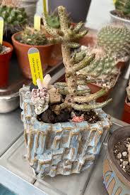 Image result for Buchholzia