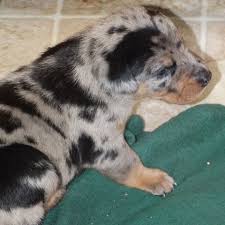 Luckily, australian shepherd mixes are usually mellower and easier to keep up with, although they still need a fair amount of exercise. Australian Shepherd Dog Puppy Dog For Sale In Smithton Pennsylvania