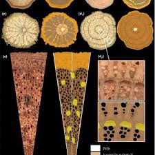 Image result for Landolphia landolphioides
