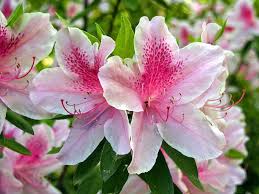 Red azaleas look beautiful with flowers of contrasting colors such as white and light pinks. Explosion Of Pink Azaleas Landscaping Evergreen Shrub Azalea Plant