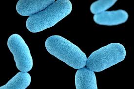 Probiotics for SIBO: Are they useful or not?