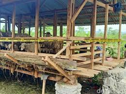 Ternak itu, satu di antaranya habis tak bersisa, diduga menjadi mangsa macan dahan. Avqqs7oyp6v0bm