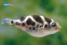 Dichotomyctere fluviatilis est une espèce qui se rencontre en asie et en indonésie. Dichotomyctere Fluviatilis Fruher Tetraodon Fluviatilis Aqualog De