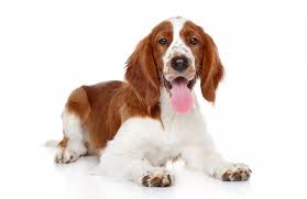 Spaniels were mentioned in welsh law as early as 300 a.d. Welsh Springer Spaniel Hunderasseprofil Wie Man Ein Gluckliches Zuhause Fur Sein Haustier Schafft