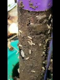 Our formula for success isn't complicated. American Pest Control Inc Home Facebook
