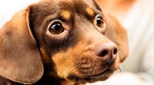 Hes a mix of a dapple dachshund reflected by his unique markings but has the obvious. Chiweenie Breed Information The Dachshund Chihuahua Mix