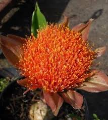 Image result for Scadoxus puniceus