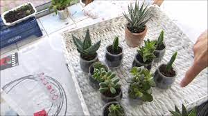 Un ejemplo serio que si no se disponible de una fuente de calor se debería esperar al verano para iniciar el. Como Sacar Los Hijos De Los Cactus Para Hacer Mas Plantas Flor De Cactus Cactus Y Suculentas Plantas Suculentas