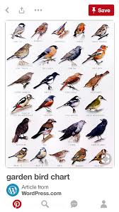 Names Birds That Start With Q Pin By Melissa Hancock On Aves Backyard Birds Bird Identification Pet Birds