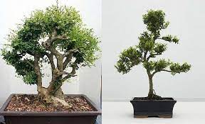 Production · import · export · wholesale · retail of bonsai and accessoires. Japanese Holly Bonsai Informal Form Ilex Crenata Garden Plants Online