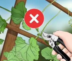 How to plant cucumber seeds. Growing Cucumbers How To Articles From Wikihow