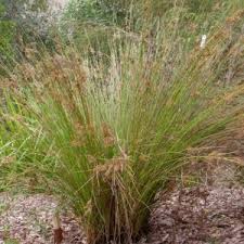 Image result for Sporobolus spicatus
