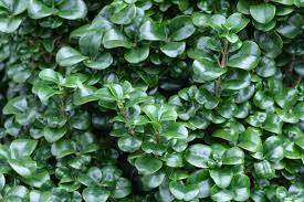 Image result for Lythrum rotundifolium
